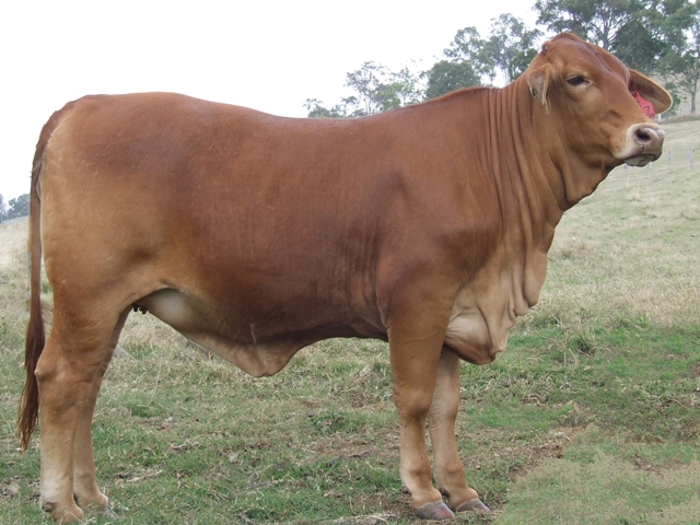 Bryvonlea Minette